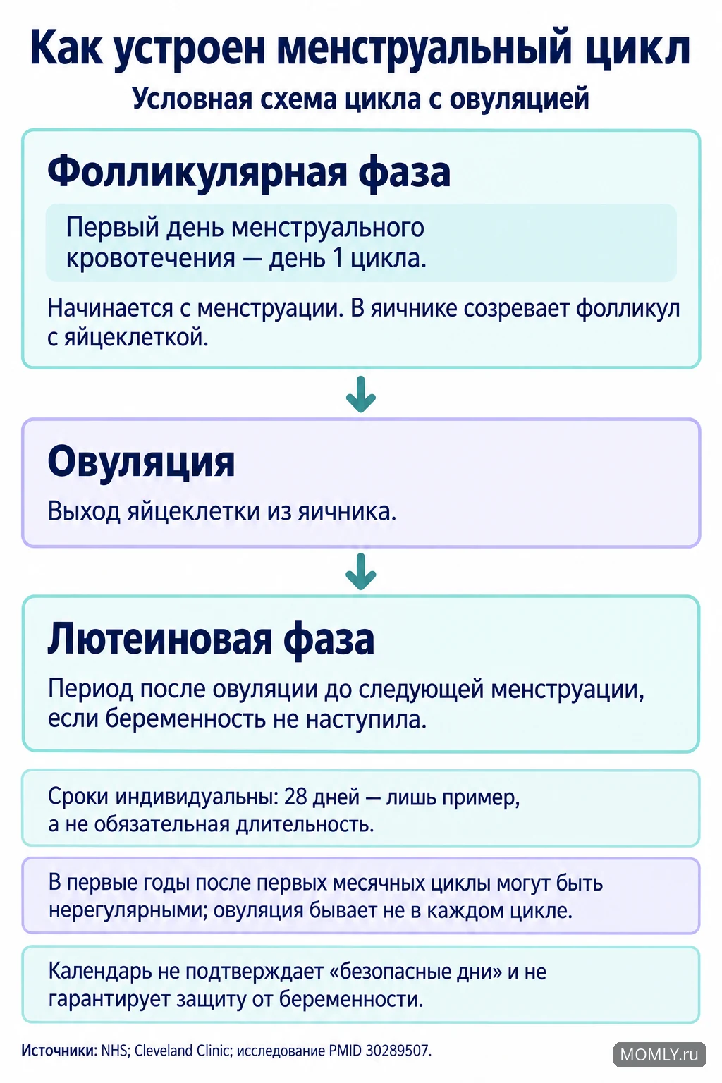 Фазы менструального цикла: день 1, созревание фолликула, овуляция и лютеиновая фаза; календарь не гарантирует защиту от беременности